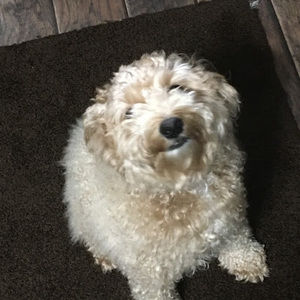 Meet your Posher, Logan